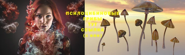 PSILOCYBIN Армянск